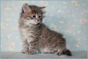 
Female Siberian Kitten from Deedlebug Siberians